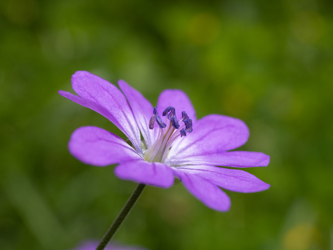 IMAGES\Bermooievaarsbek (Geranium pyrenaicum)\P1280469_sm.jpg